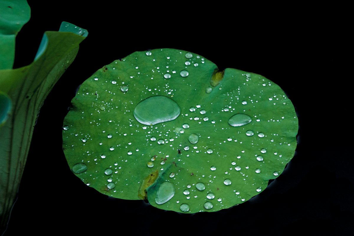 Picture of lotus leaf in pond after rain