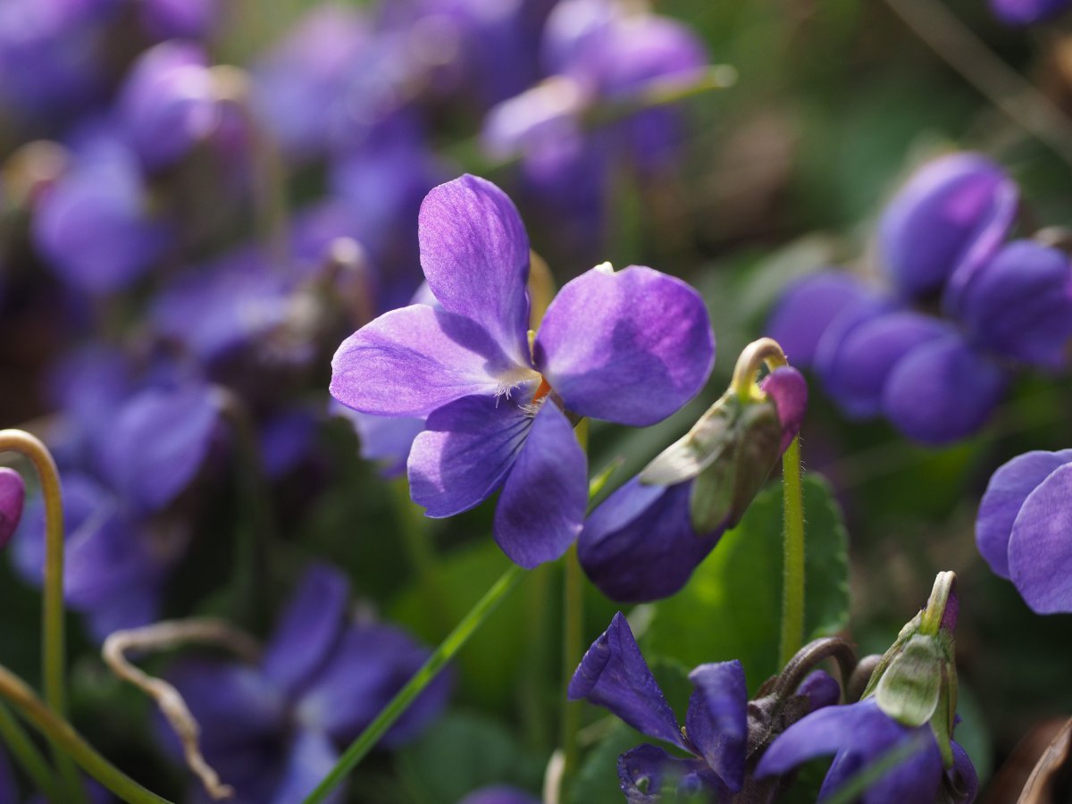 Blooming Violet Pictures
