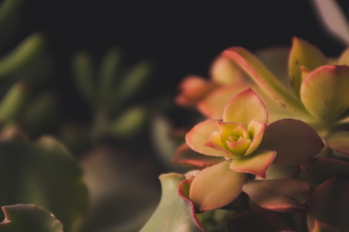 Succulent close-up pictures