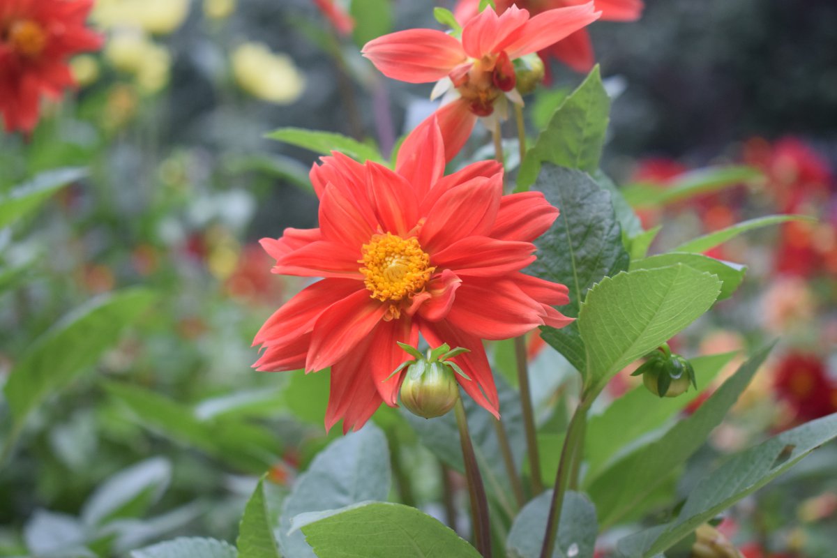Blooming red dahlia pictures