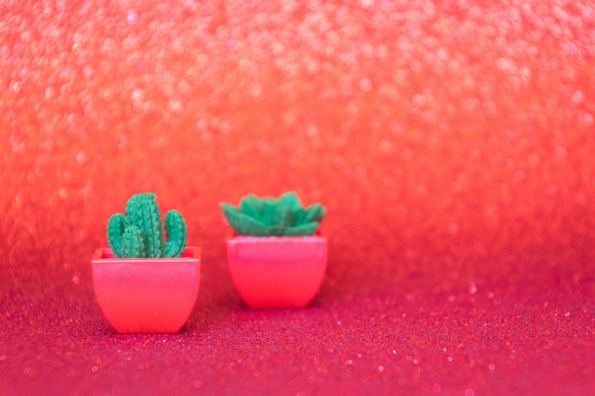 Mini cactus potted pictures