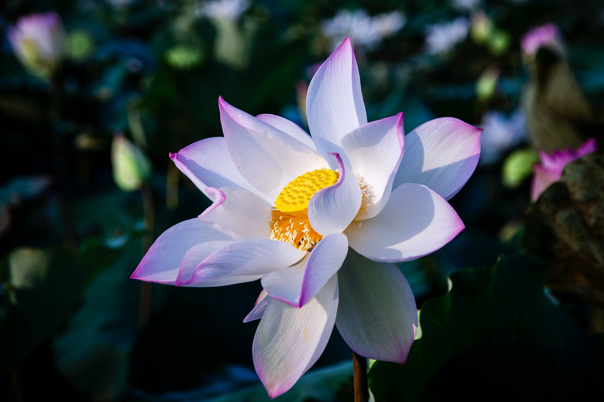 Elegant lotus pictures