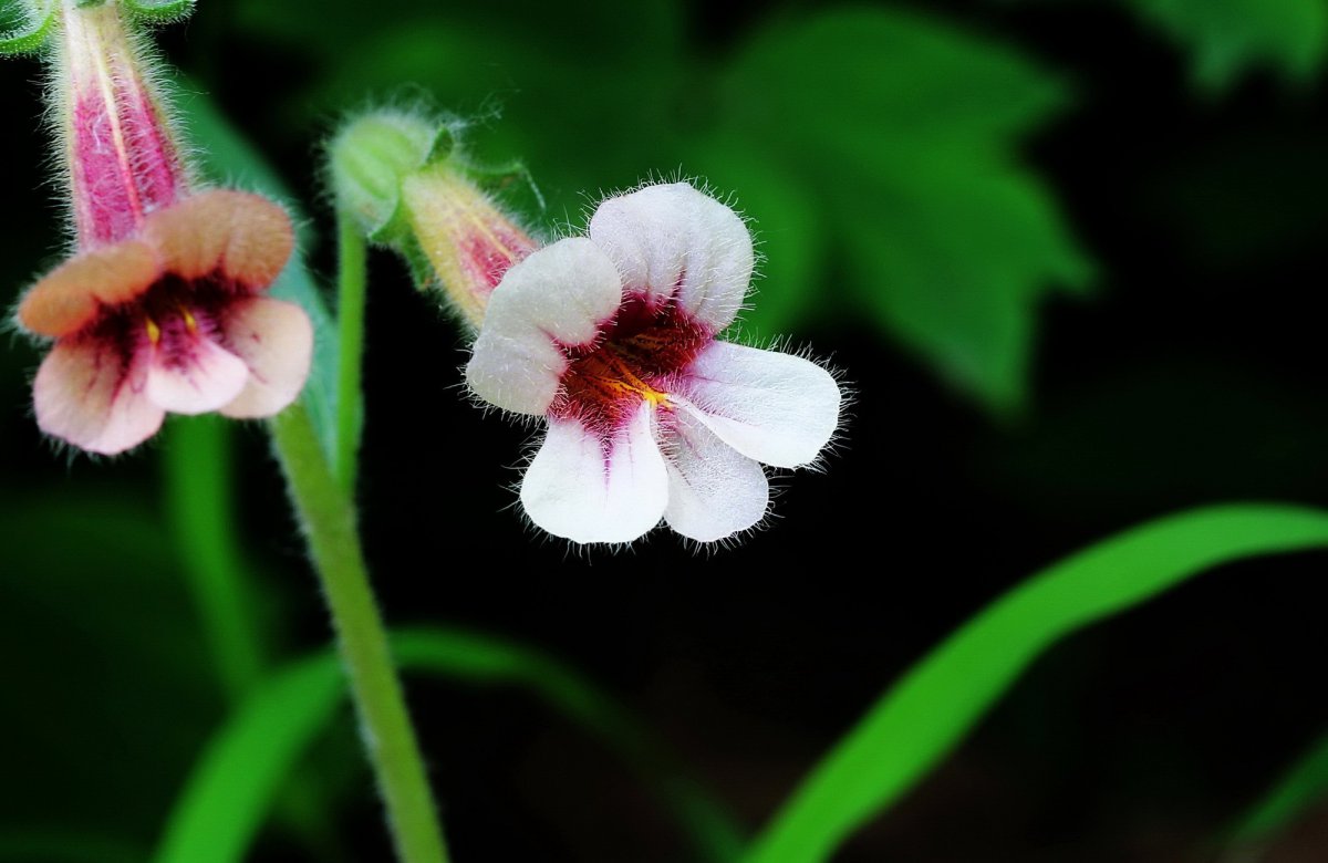 Rehmannia flower HD pictures