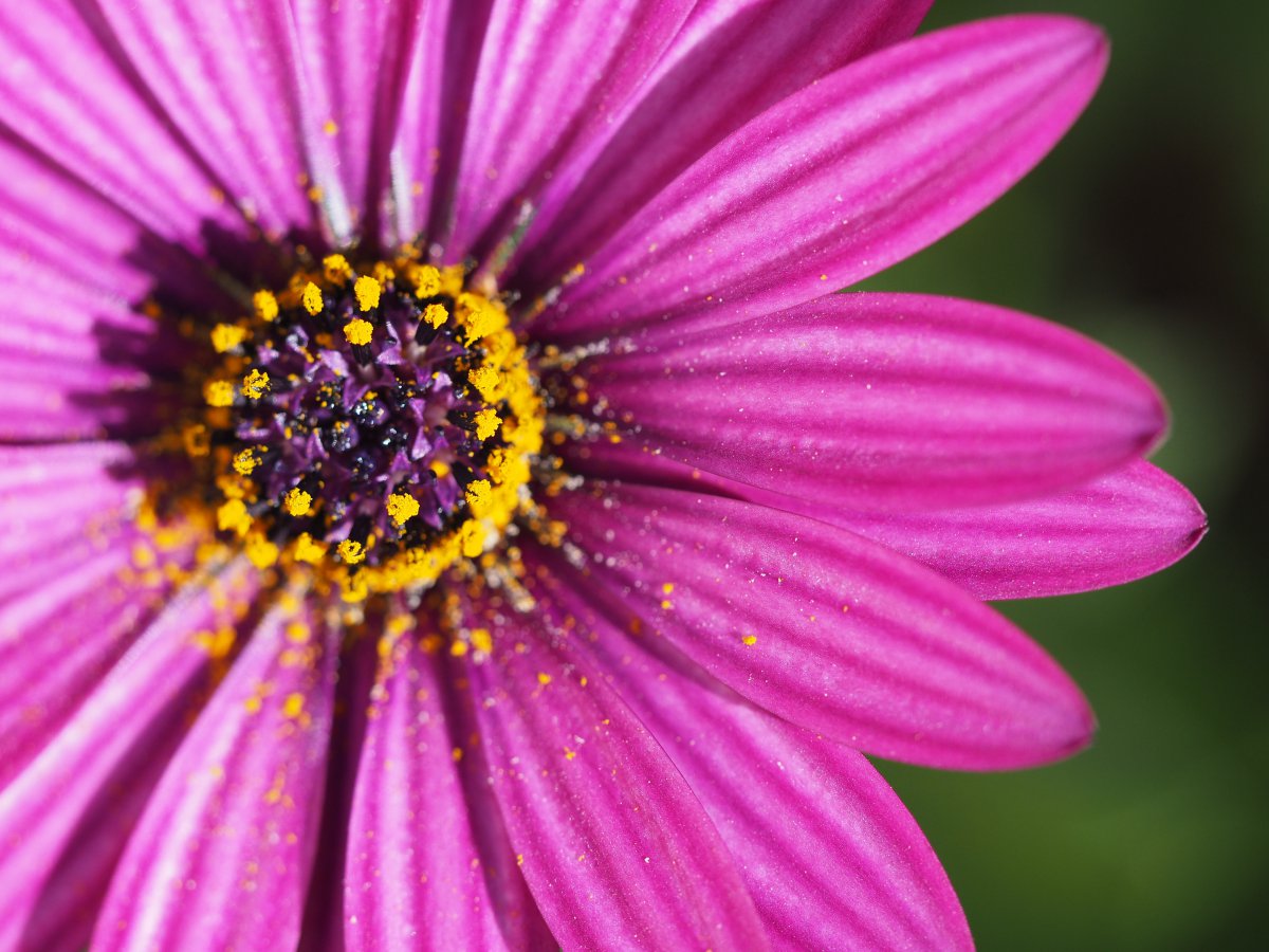 beautiful stamens pictures