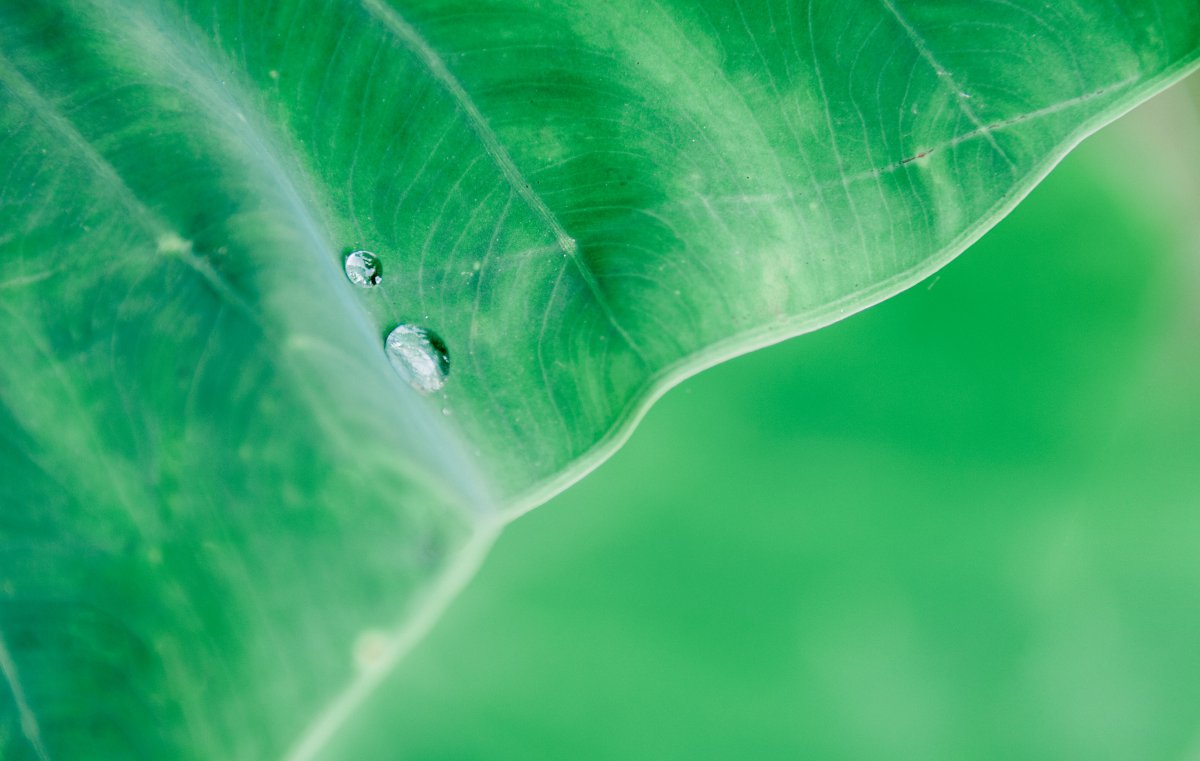 Close-up picture of lotus leaf