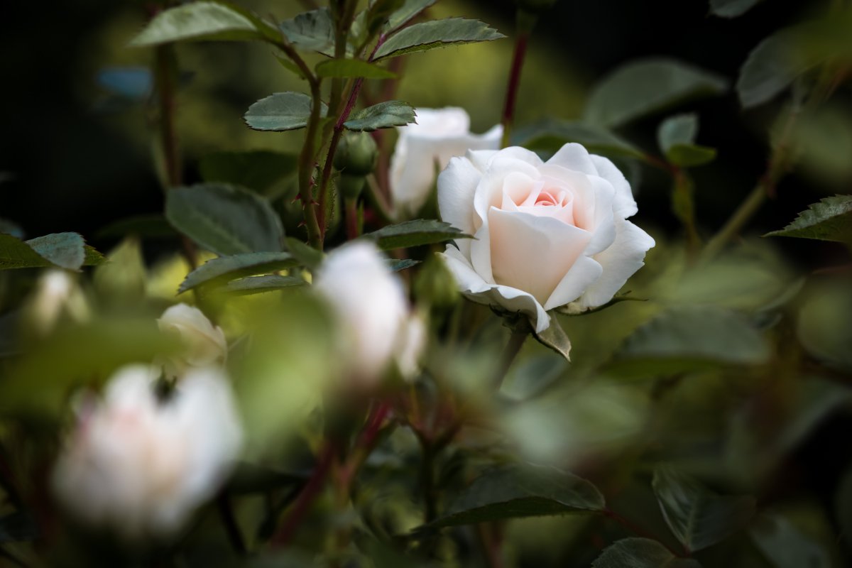 Fragrant rose pictures