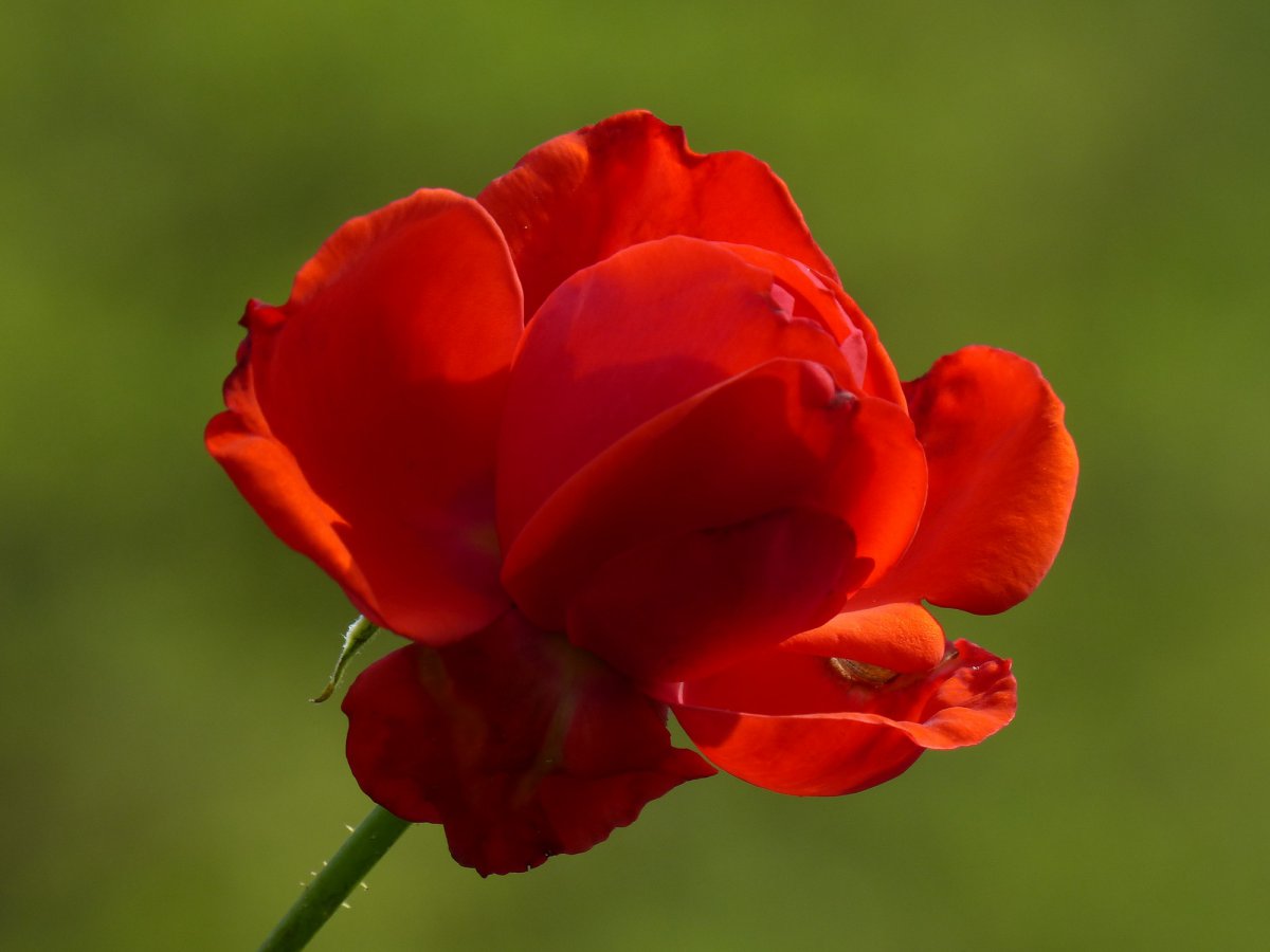 Bright red roses HD pictures