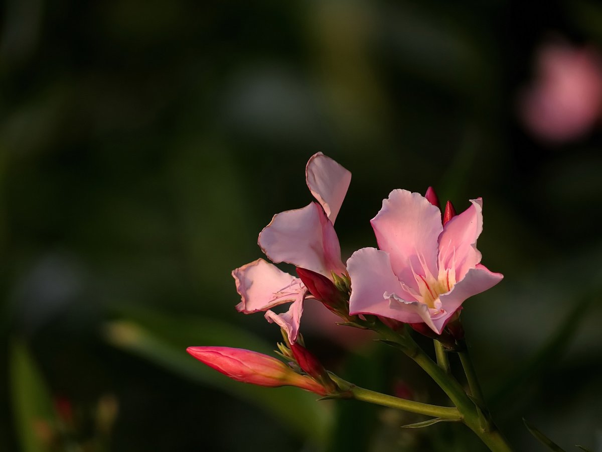 Pink oleander HD pictures