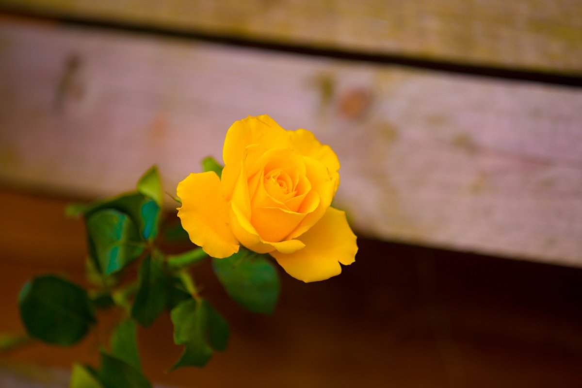 Yellow rose flower picture large picture