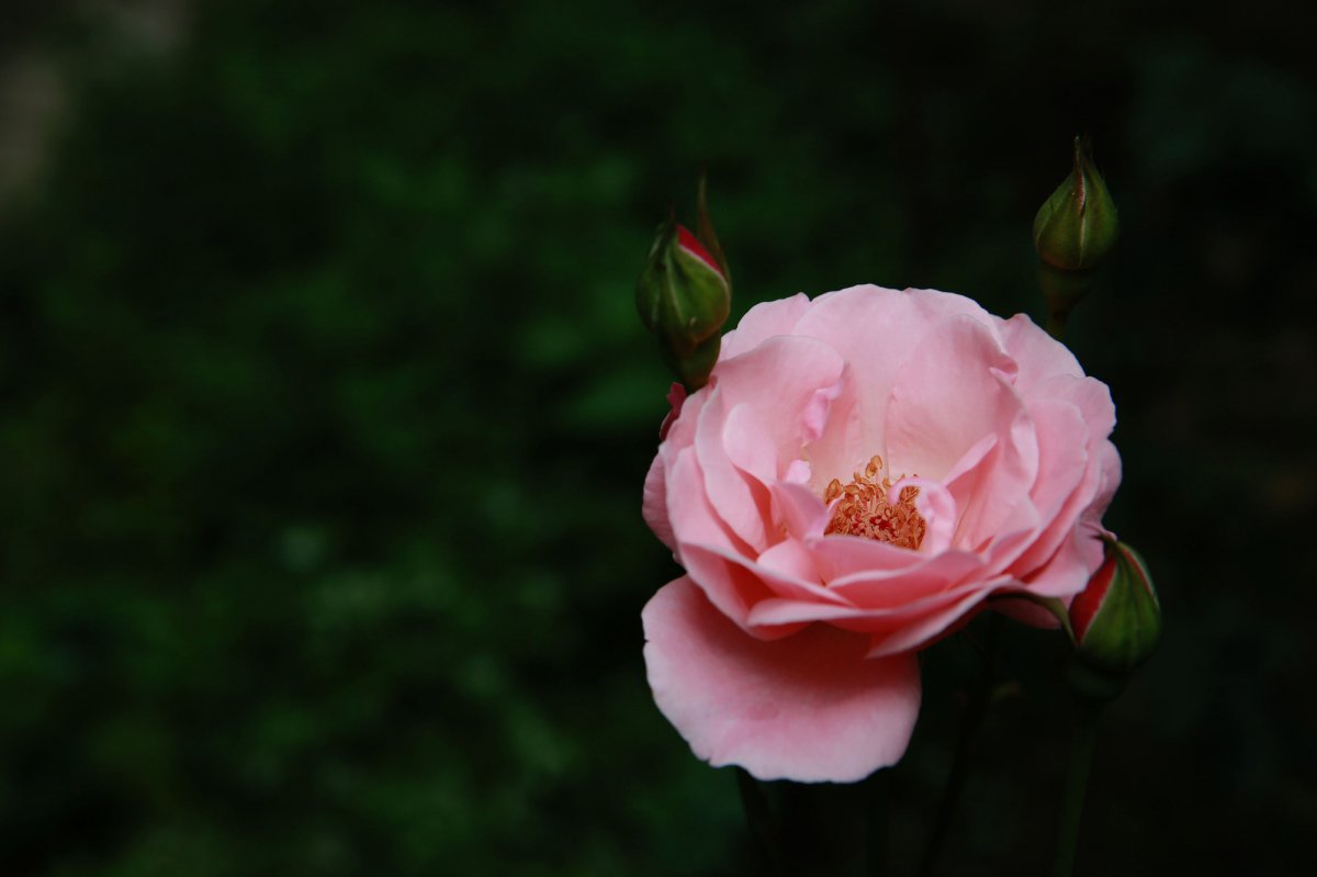 Pink rose flower HD pictures
