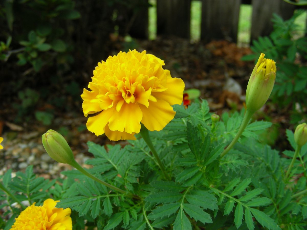 Yellow marigold pictures