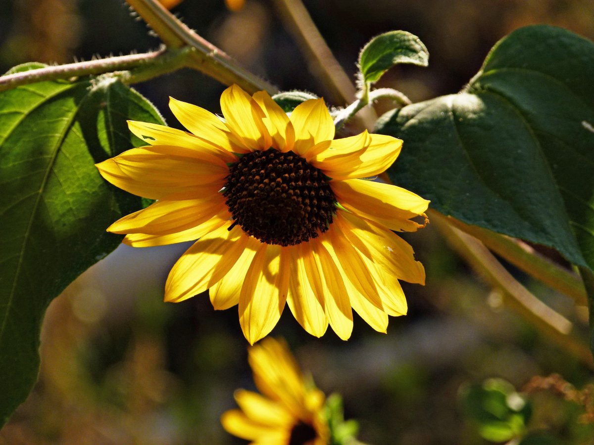 HD pictures of blooming sunflowers