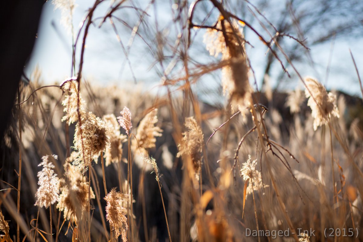 Beautiful pictures of reeds