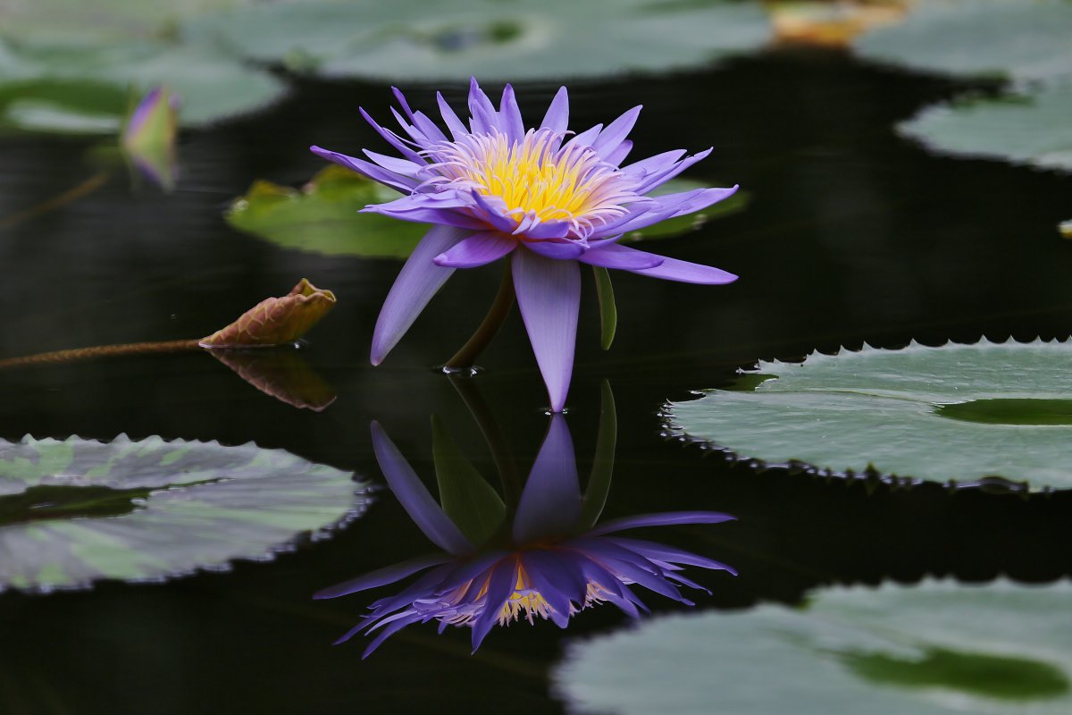 Blooming water lilies pictures