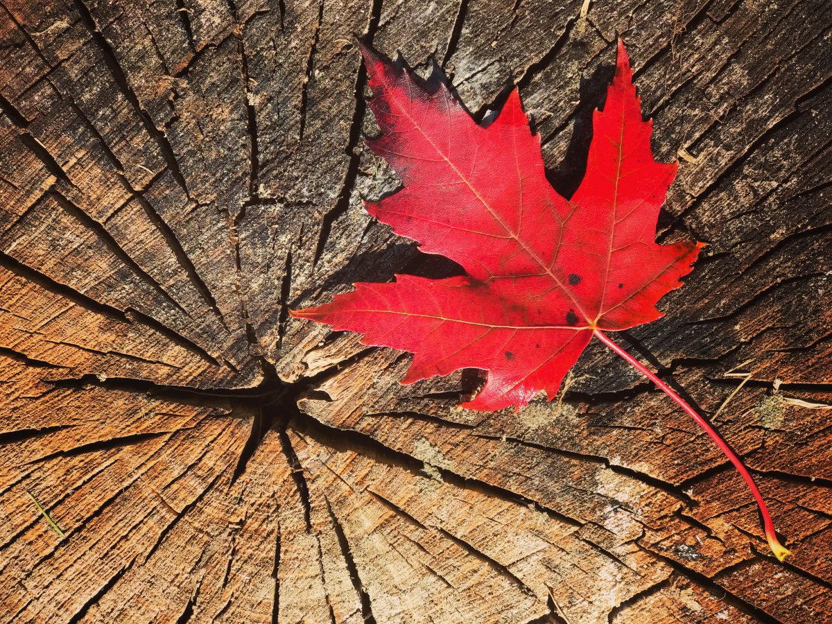 Beautiful autumn maple leaf pictures