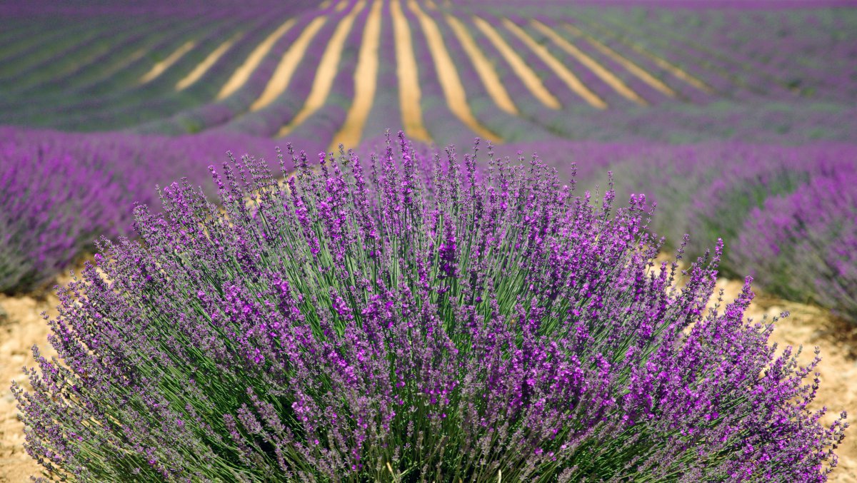 Lavender garden pictures