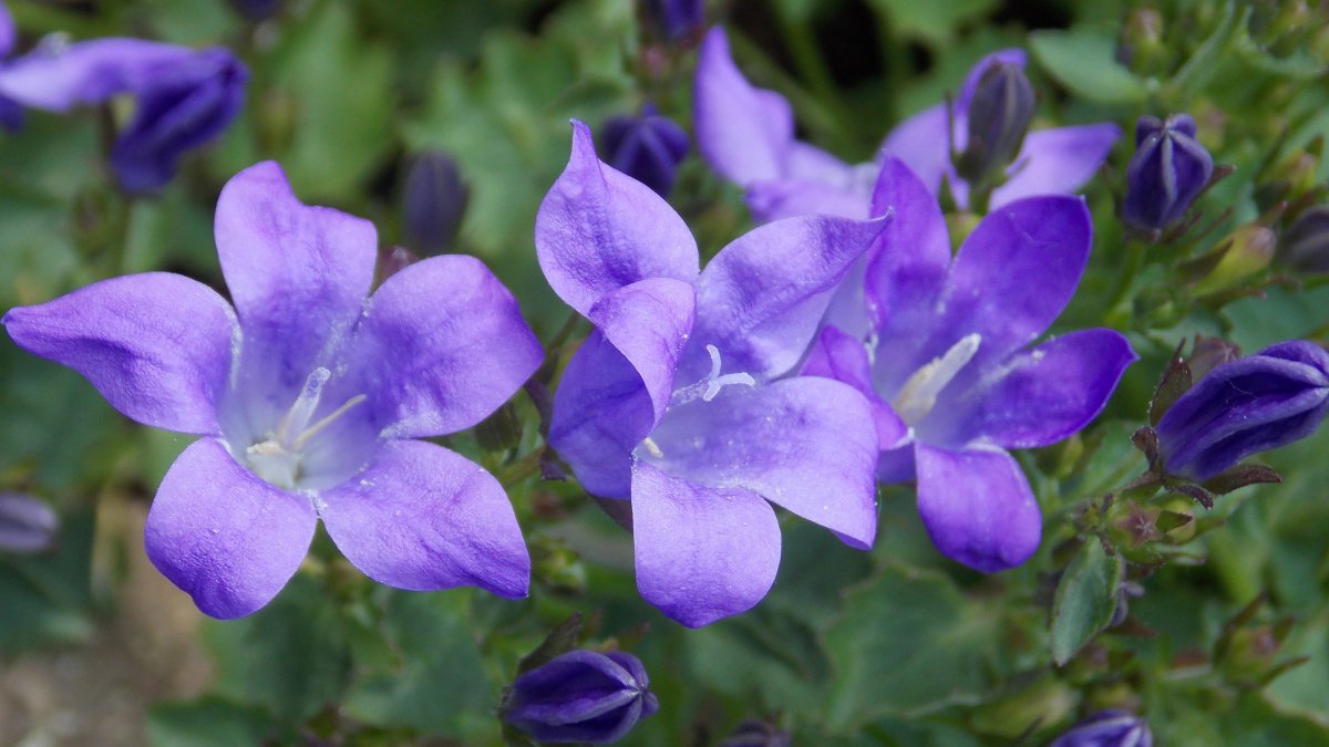 Blue purple platycodon flower pictures