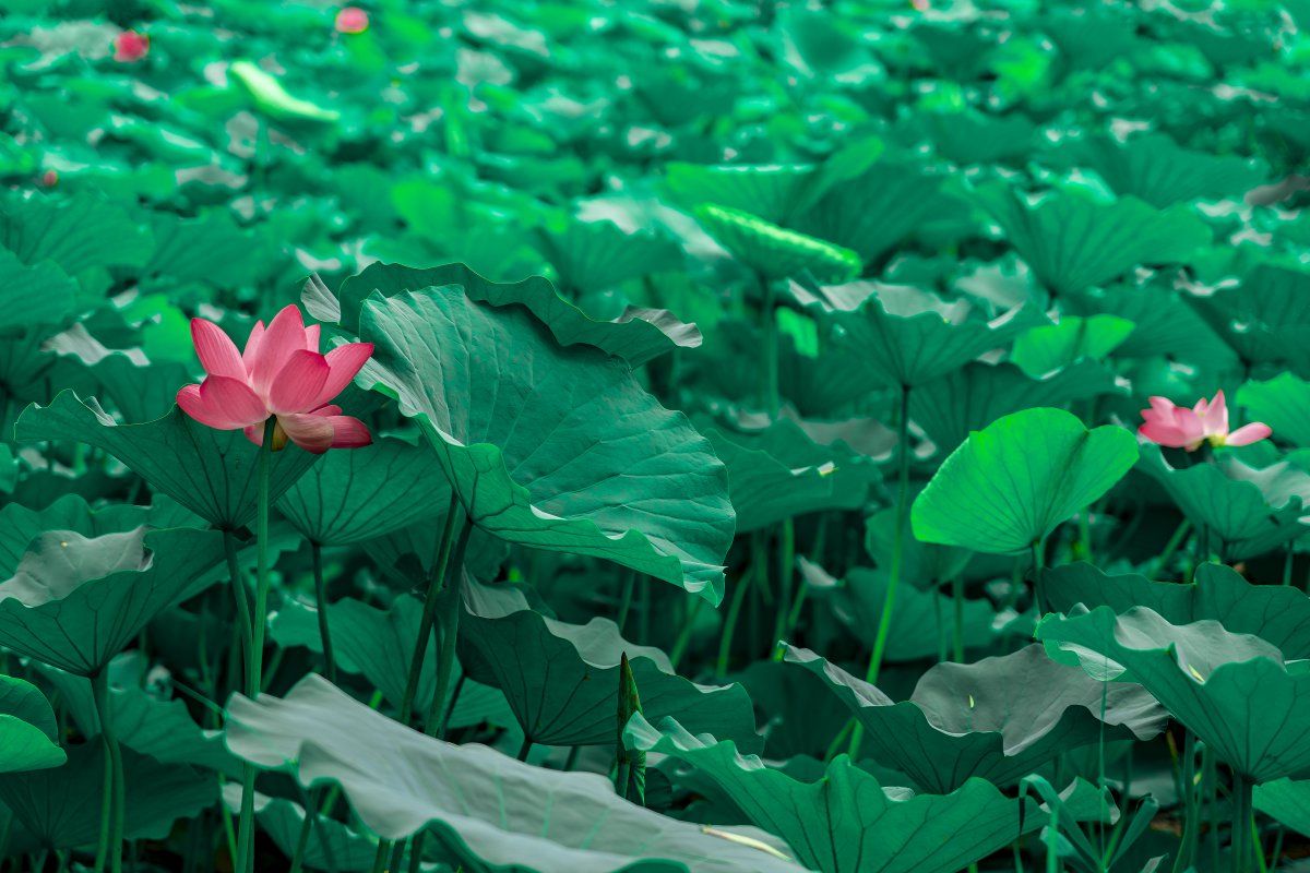 beautiful lotus pictures