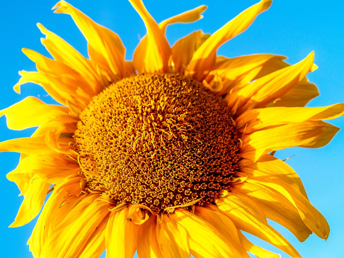 Blooming sunflower pictures