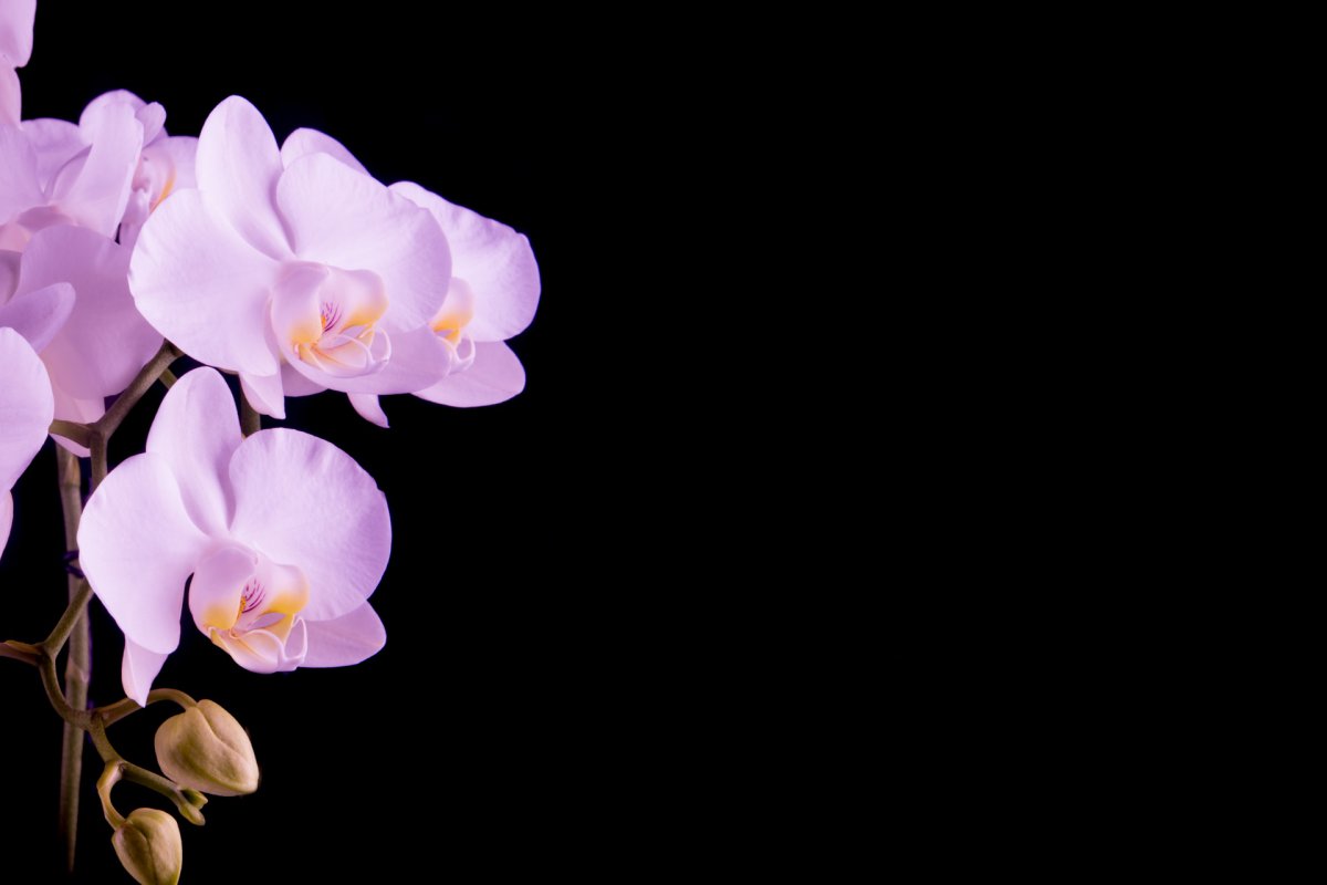 Large picture of pink Phalaenopsis