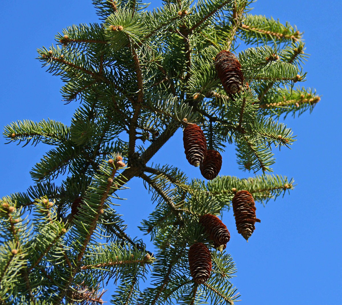 HD pine cone pictures