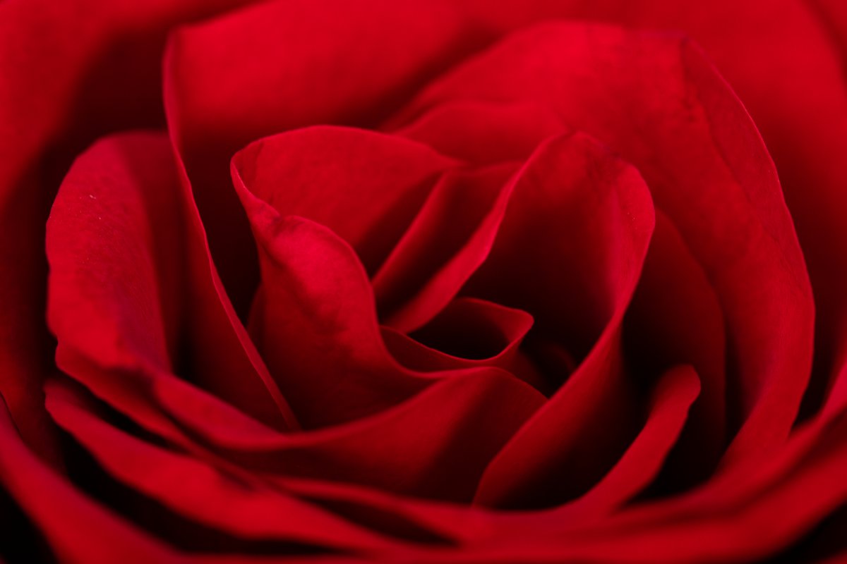 Red rose HD picture