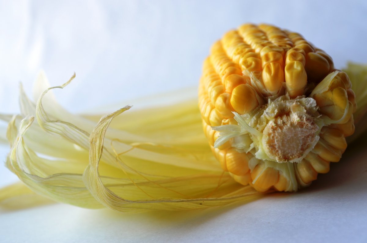Golden corn pictures