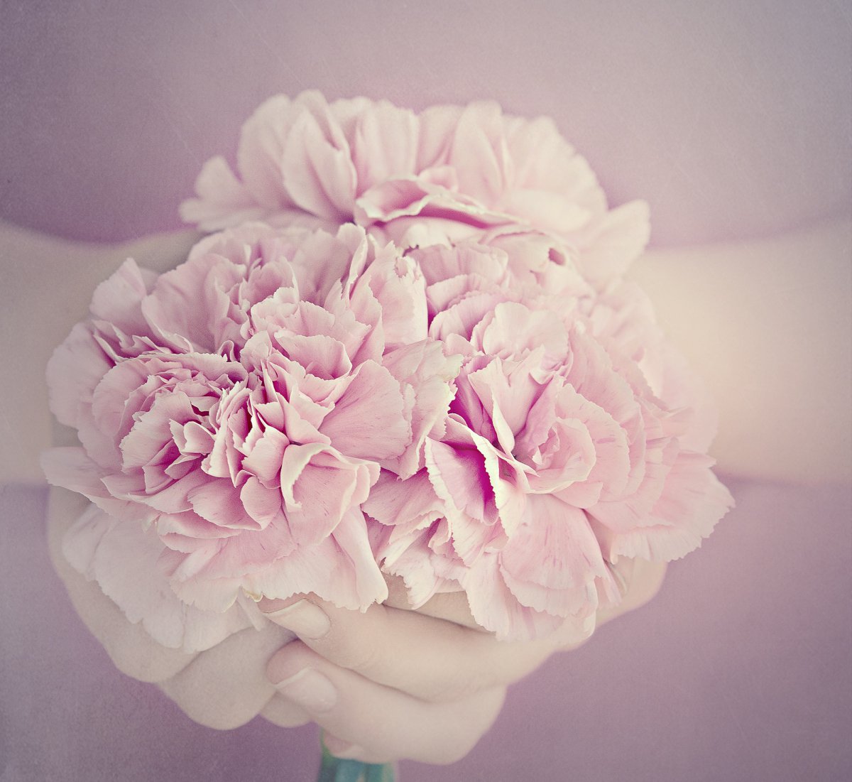 Warm and elegant carnation pictures