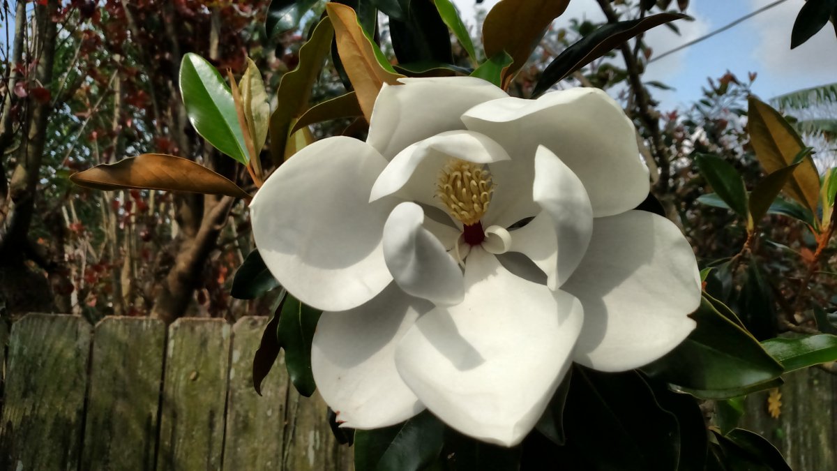 Pictures of white magnolia grandiflora