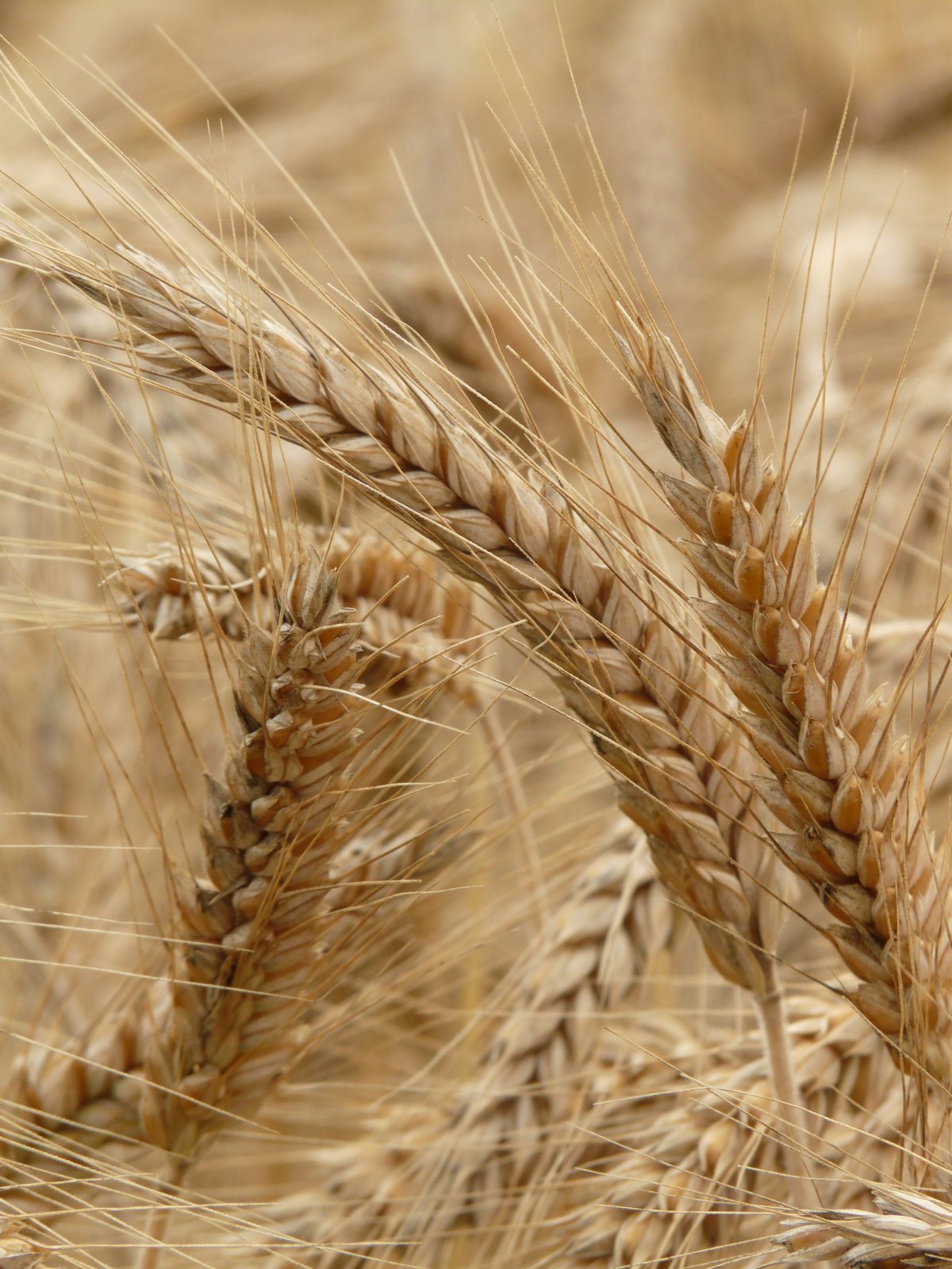 Pictures of plump wheat ears