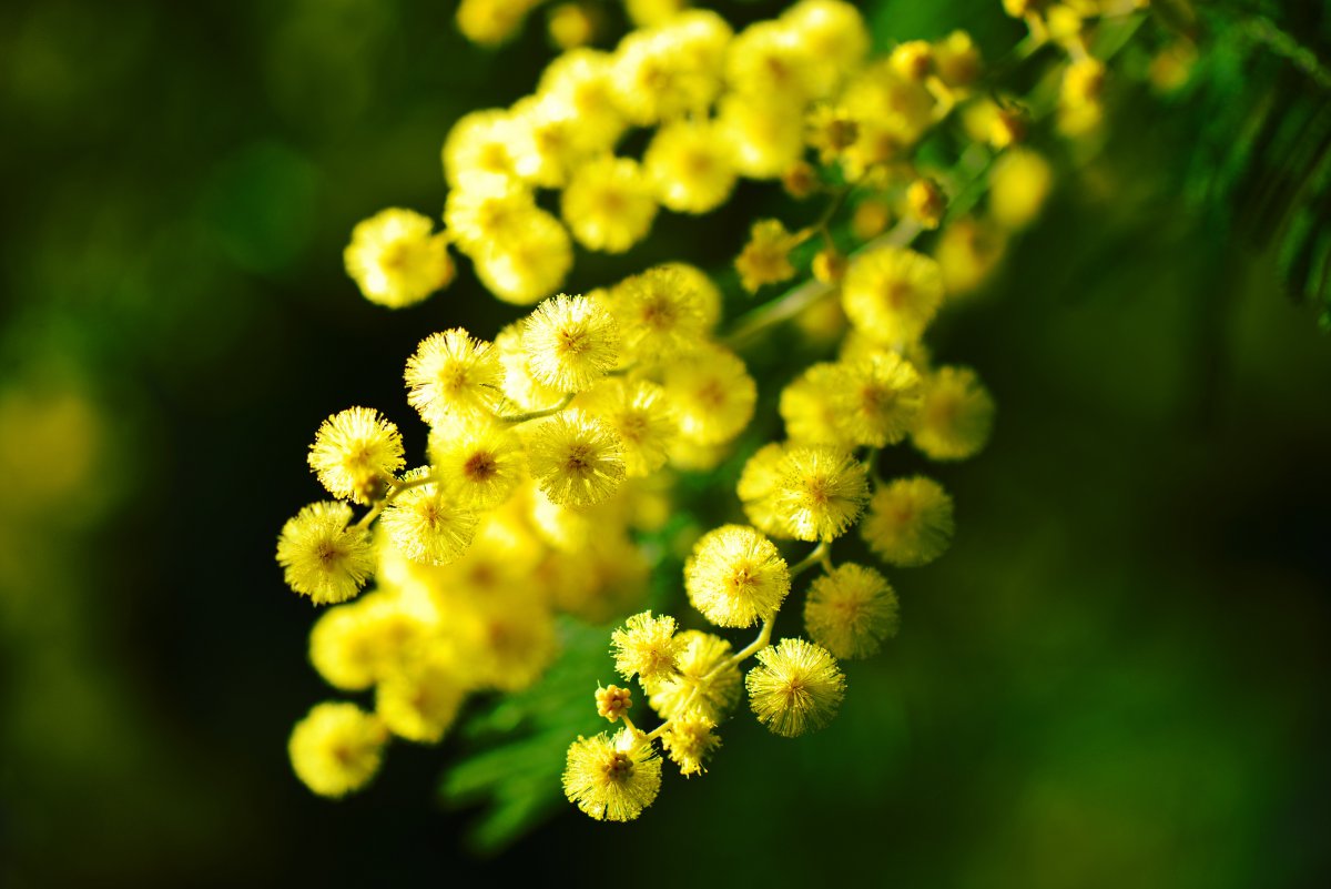 Mimosa flower pictures