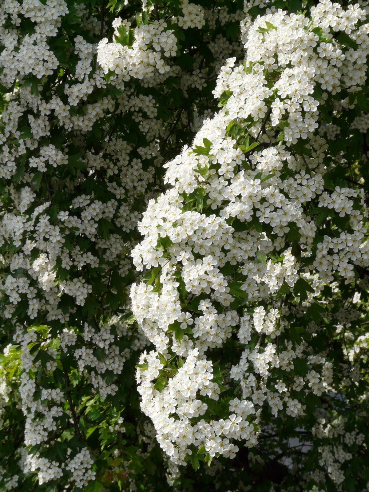 White pear blossom pictures