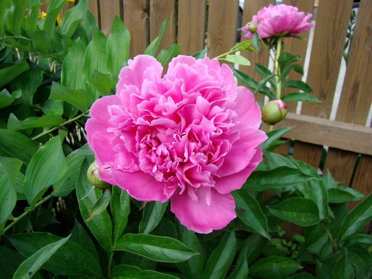 Noble peony flower pictures