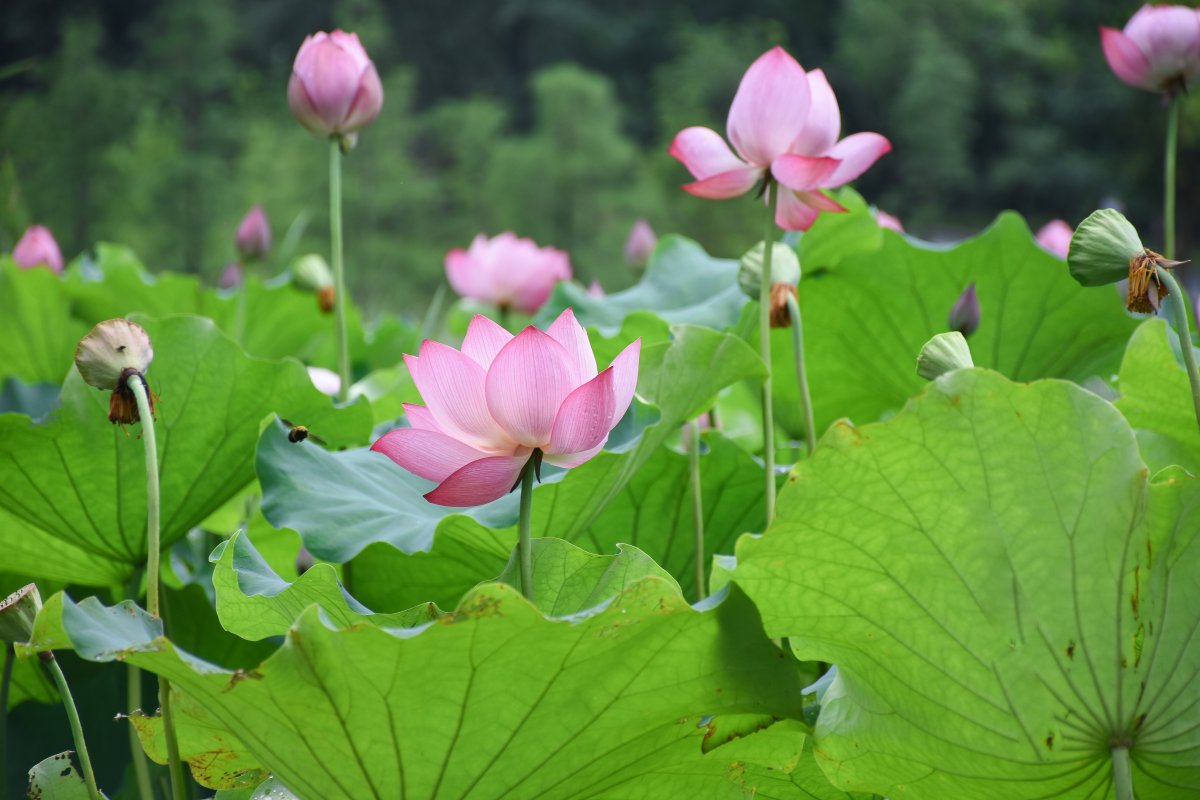Pictures of blooming lotus flowers