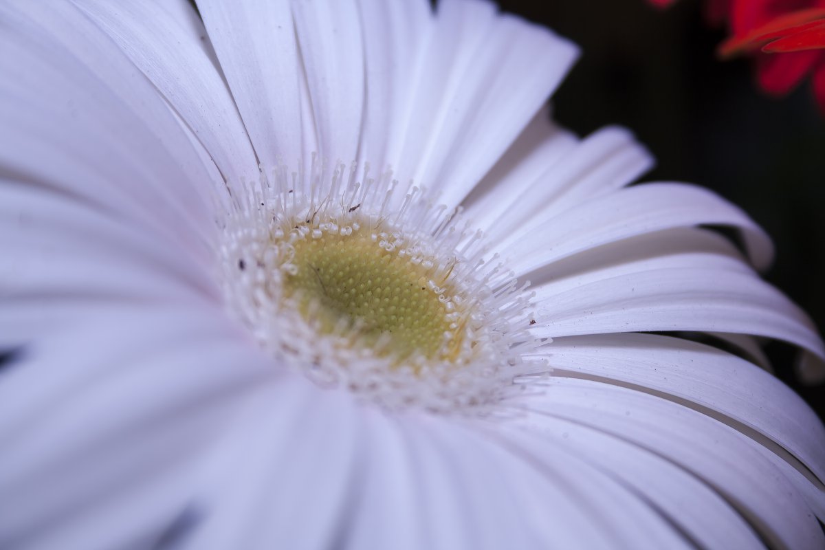 White gerbera HD pictures