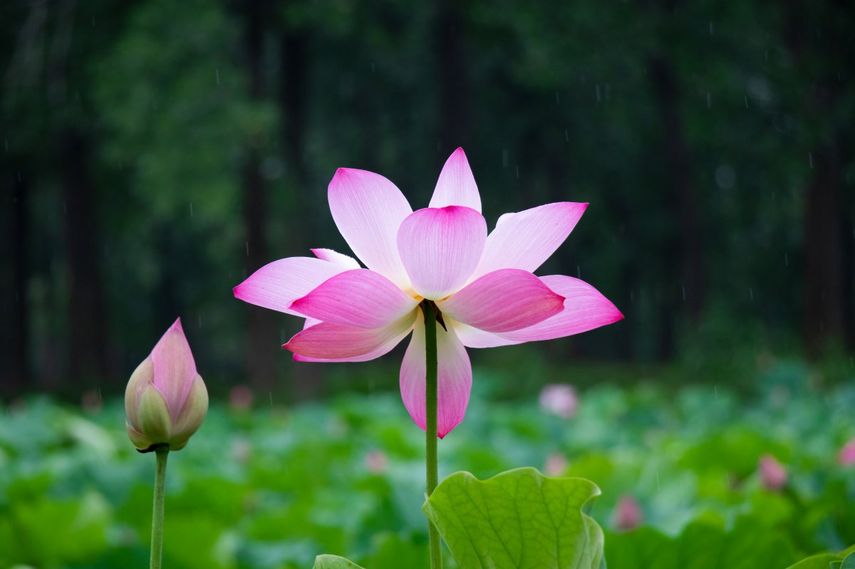 Pictures of beautiful lotus flowers in full bloom