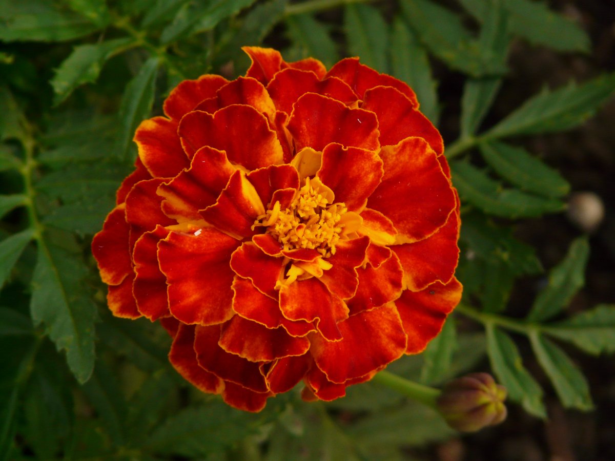 Brightly colored marigold pictures