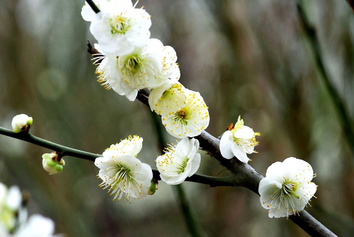 Green calyx plum HD pictures