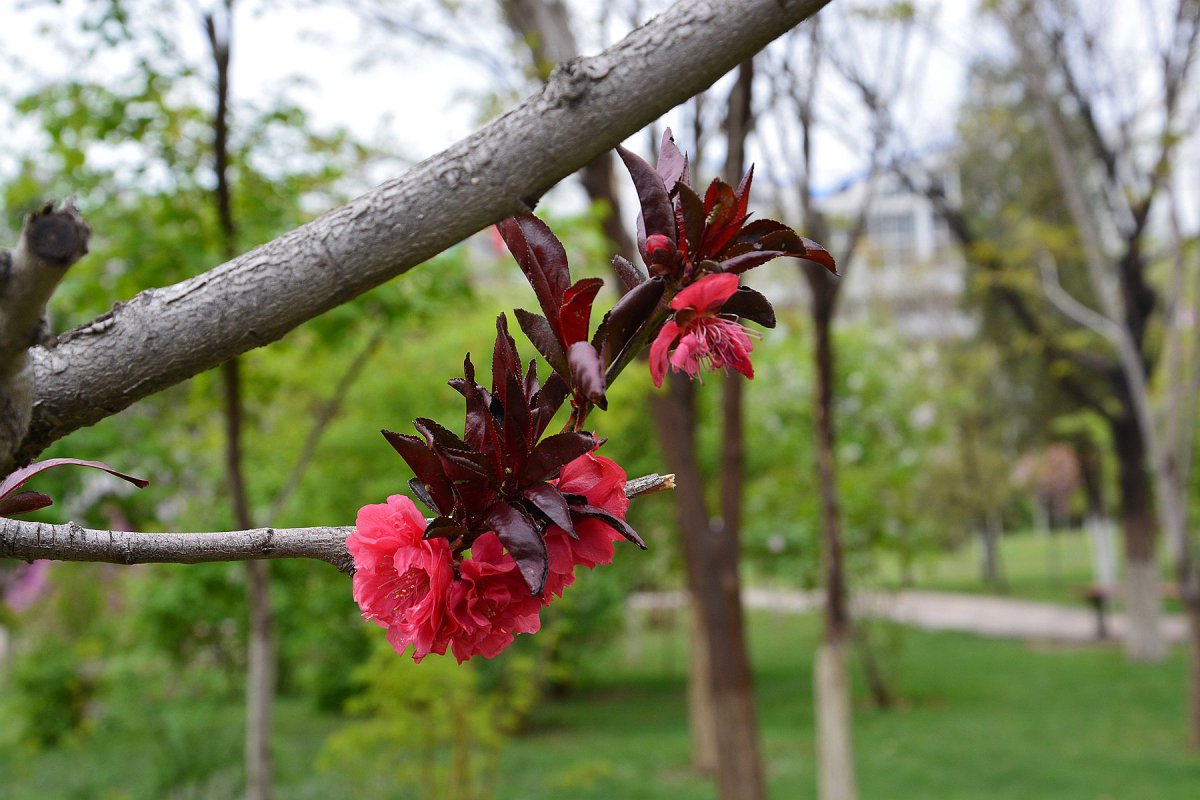 Red peach blossom HD pictures