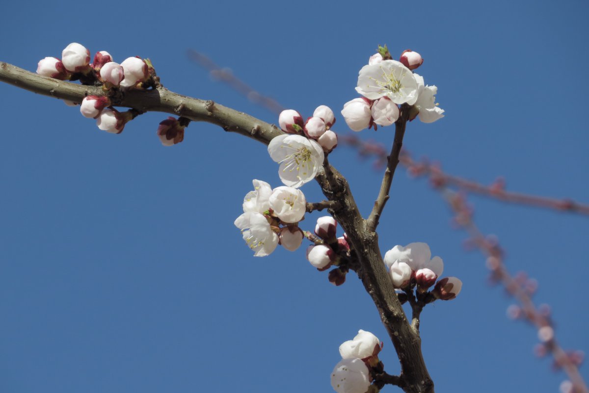 Spring apricot blossom HD picture