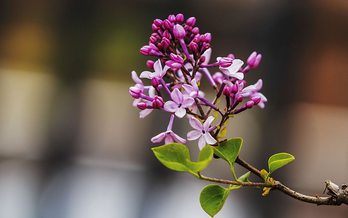 Purple lilac flower HD pictures